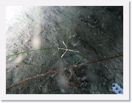 MVI_5323 * VIDEO: Tiny Skeleton Shrimp hunts for krill * 160 x 120 * (4.86MB)